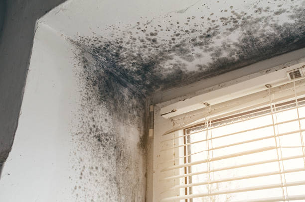 Affordable Basement Mold Removal solutions in Bonlee, NC